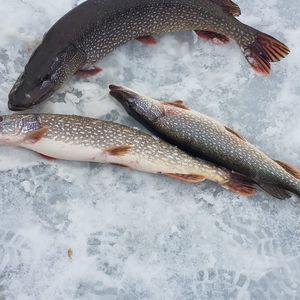 Meet your Posher, Jasonsheila